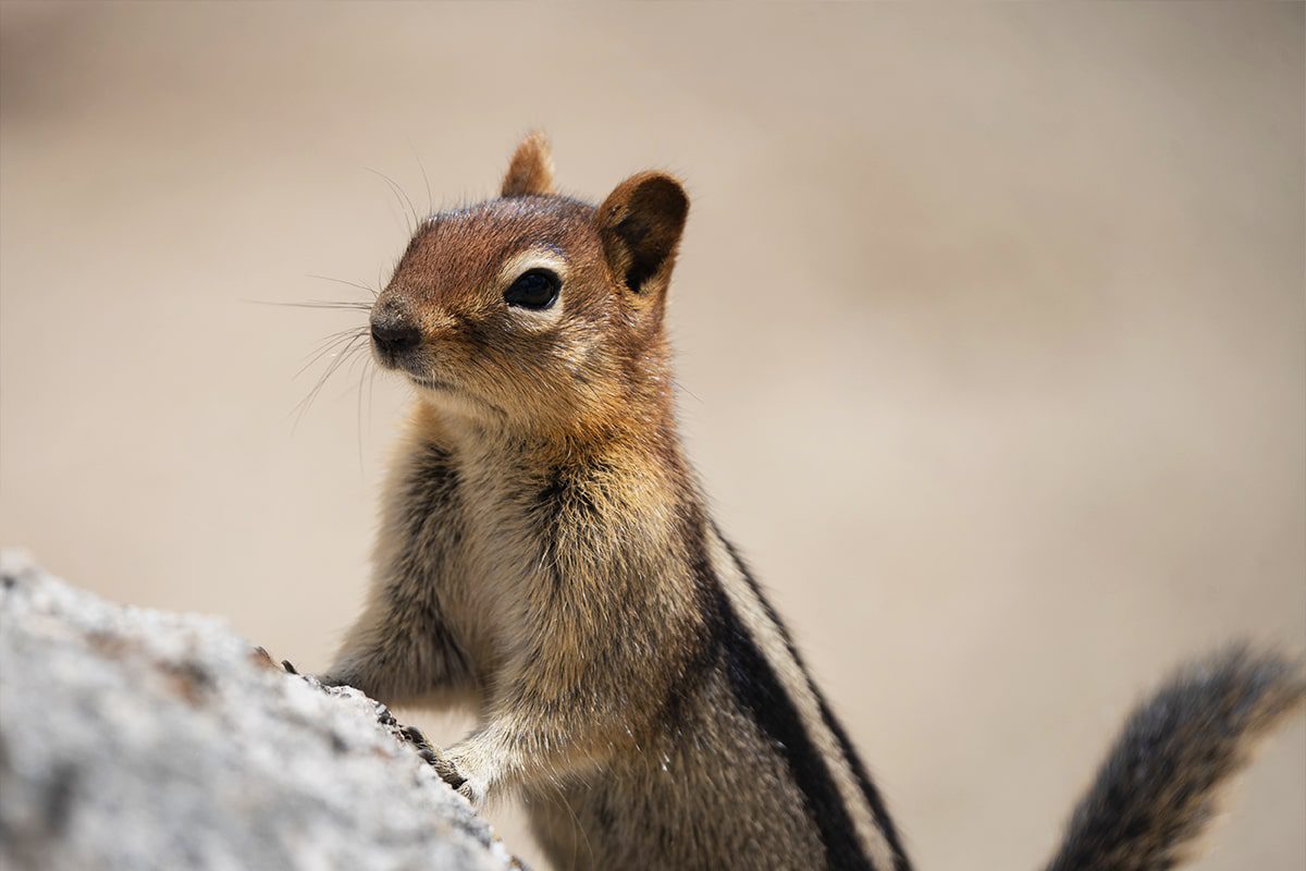 Collaboration seeks to translate disease resistance strategies found in the animal kingdom into new treatments for human disease.