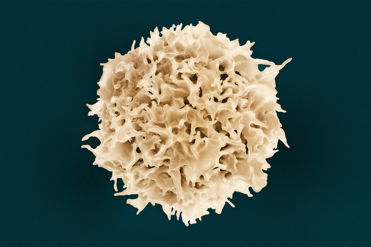 support for t-cell function