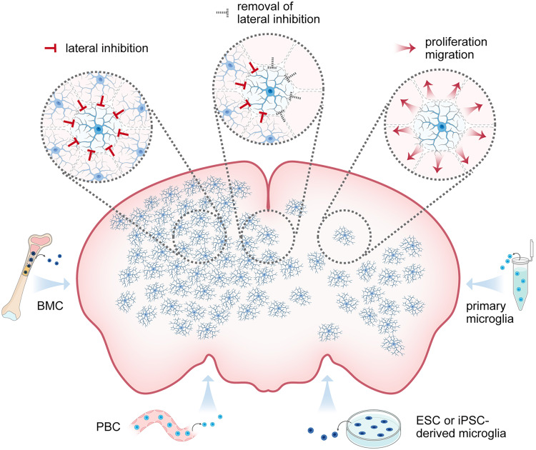 Microglia replacement