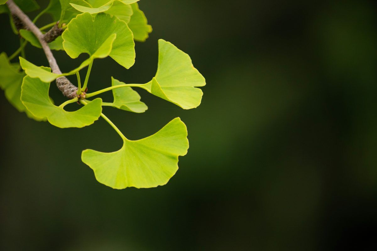 ginkgo biloba leaf