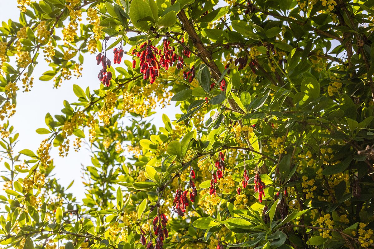 What does recent research say about the risks and benefits of berberine?